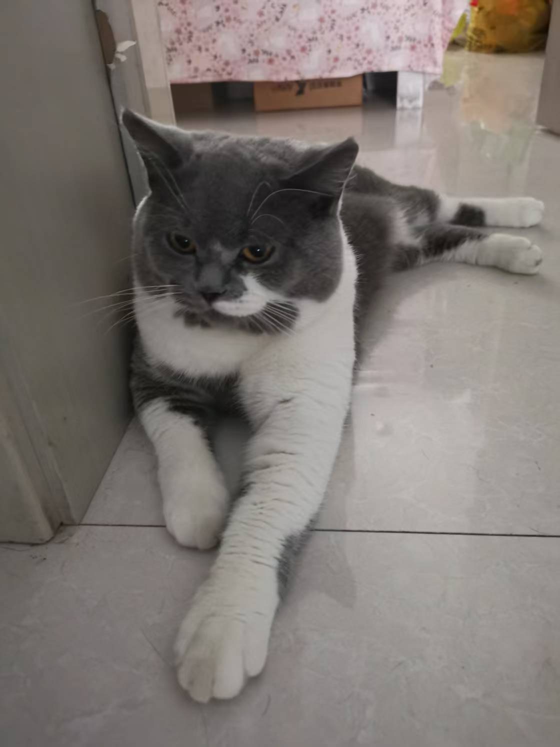 自家繁育大公，4只打包